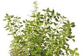 Herb Thyme Lemon Variegated Thymus Citriodorus Variegata (Tyme Lemon Variegated Herb)