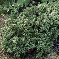 Herb Thyme Silver Variegated Thymus Serpyllum (Thyme Silver Variegated Herb)