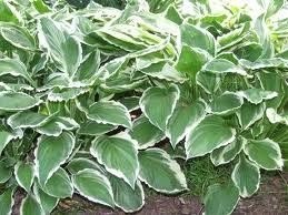 Hosta Albo-Marginata Hosta undulata (Albo-Marginata Hosta)