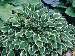 Hosta Diamond Tiara (Diamond Tiara Hosta)