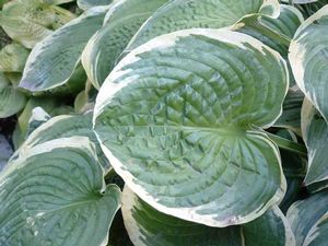 Hosta Fringe Benefit (Fring Benefit Hosta)