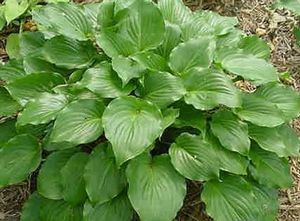 Hosta Invincible (Invincible Hosta)