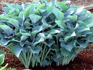 Hosta Krossa Regal (Krossa Regal Hosta)