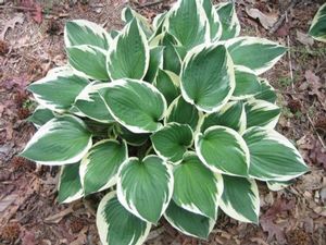 Hosta Minuteman (Minuteman Hosta)