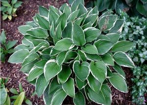 Hosta North Hills (North Hills Hosta)