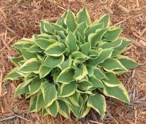 Hosta Pilgrim (Pilgrim Hosta)