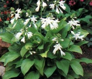 Hosta Royal Standard (Royal Standard Hosta)