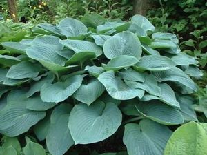 Hosta Sieboldiana Elegans (Sieboldiana Elegans Hosta)