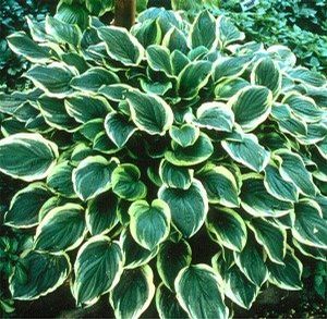 Hosta So Sweet (So Sweet Hosta)