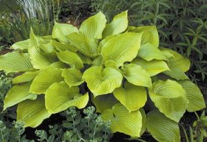 Hosta Sum and Substance (Sum and Substance Hosta)