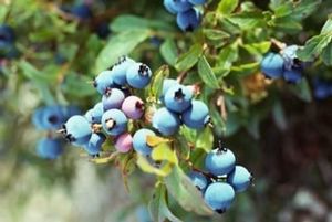 BR Vaccinium Bluejay corymbosum (Bluejay Blueberry)