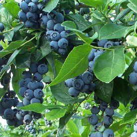 BR Vaccinium Jersey corymbosum (Jersey Blueberry)