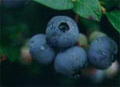 BR Vaccinium North Blue corymbosum (North Blue Blueberry)