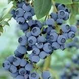 BR Vaccinium Toro corymbosum (Toro Blueberry)