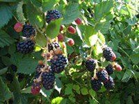 BR Rubus Chester ursinus loganobaccus (Chester Thornless Boysenberry)