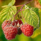 BR Rubus Amity ideaus (Amity Red Raspberry)