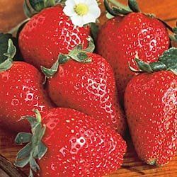 BR Strawberry Fort Laramie Fragaria x ananassa (Fort Laramie Strawberry)