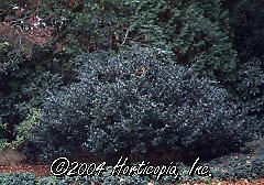 Ilex x meserveae (Blue Prince Holly)