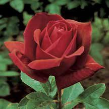 Rose (Chrysler Imperial Tea Rose)