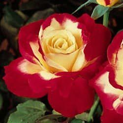 Rose (Double Delight Tea Rose)