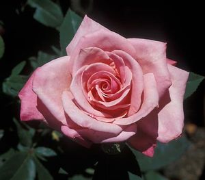 Rose (First Prize Tea Rose)