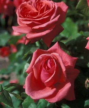 Rose (Fragrant Cloud Tea Rose)