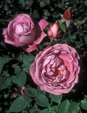 Rose (Heirloom Tea Rose)