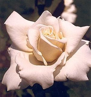 Rose (John F Kennedy Tea Rose)