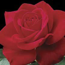Rose (Olympiad Tea Rose)