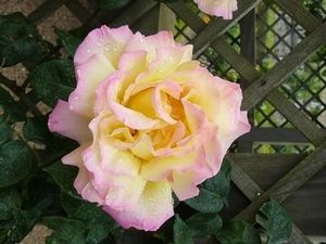 Rose (Peace Tea Rose)