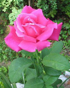Rose (Perfume Delight Tea Rose)