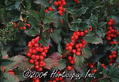 Ilex x meserveae (Blue Princess Holly)