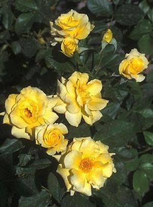 Rose (Sun Flare Tea Rose)