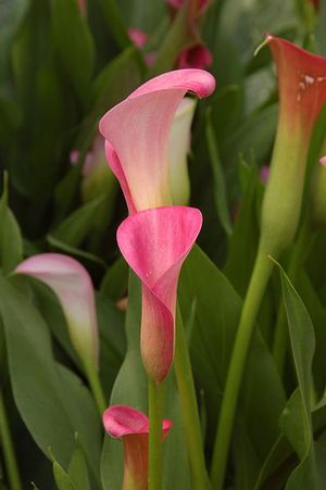 Calla Lilly (Calla Lilly Rehmannii Pink)