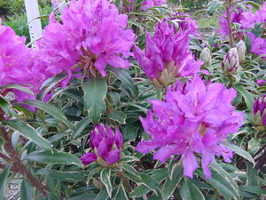 Rhododendron (Pioneer Silvery Pink)