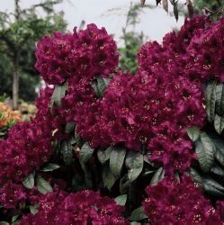 Rhododendron (Olin O Dobbs)