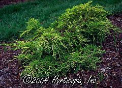 Juniperus chinensis (Old Gold Juniper)