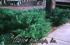 Juniperus chinensis (Sea Green Juniper)