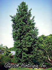 Picea abies (Cupresssina Norwegian Spruce)