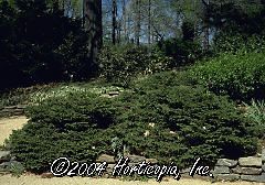 Picea abies (Bird's Nest Spruce)