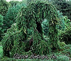 Picea abies (Weeping Norway Spruce)