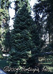 Picea omorika (Nana Dwarf Serbian Spruce)