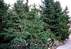 Pinus aristata (Bristlecone Pine)