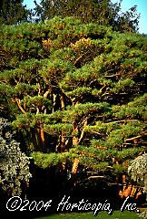 Pinus densiflora (Tanyosho Pine)