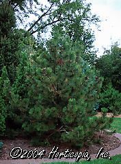 Pinus heldreichii v. leucodermis (Bosnian Red Cone Pine)