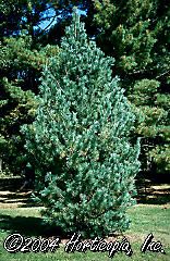 Pinus flexilis (Vanderwolf's Pyramid Limber Pine)