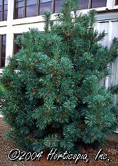 Pinus parvifolia (Blue Japanese White Pine)