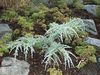 Cedrus deodara 'Karl Fuchs'