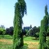 Sequoiadendron giganteum 'Pendula'