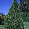 Thuja occidentalis 'Smaragd'